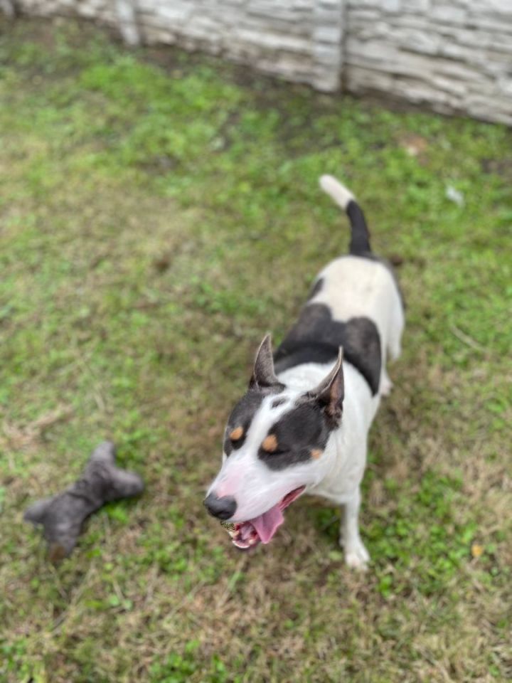 Dog for adoption Bluey , a Rat Terrier & Cattle Dog Mix in Seabrook