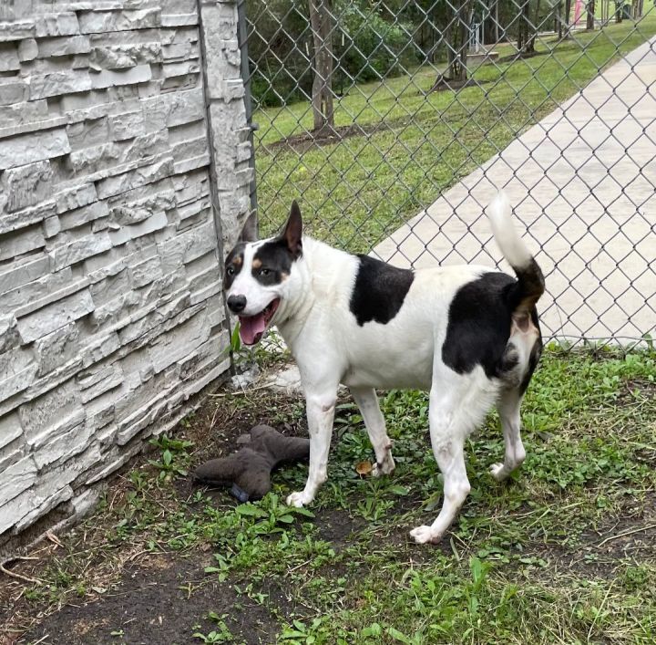 Dog for adoption Bluey , a Rat Terrier & Cattle Dog Mix in Seabrook