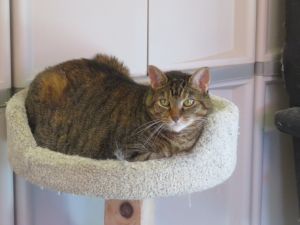 Celeste, Adult Female unknown