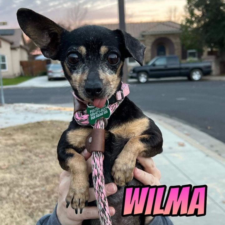 Wilma  3