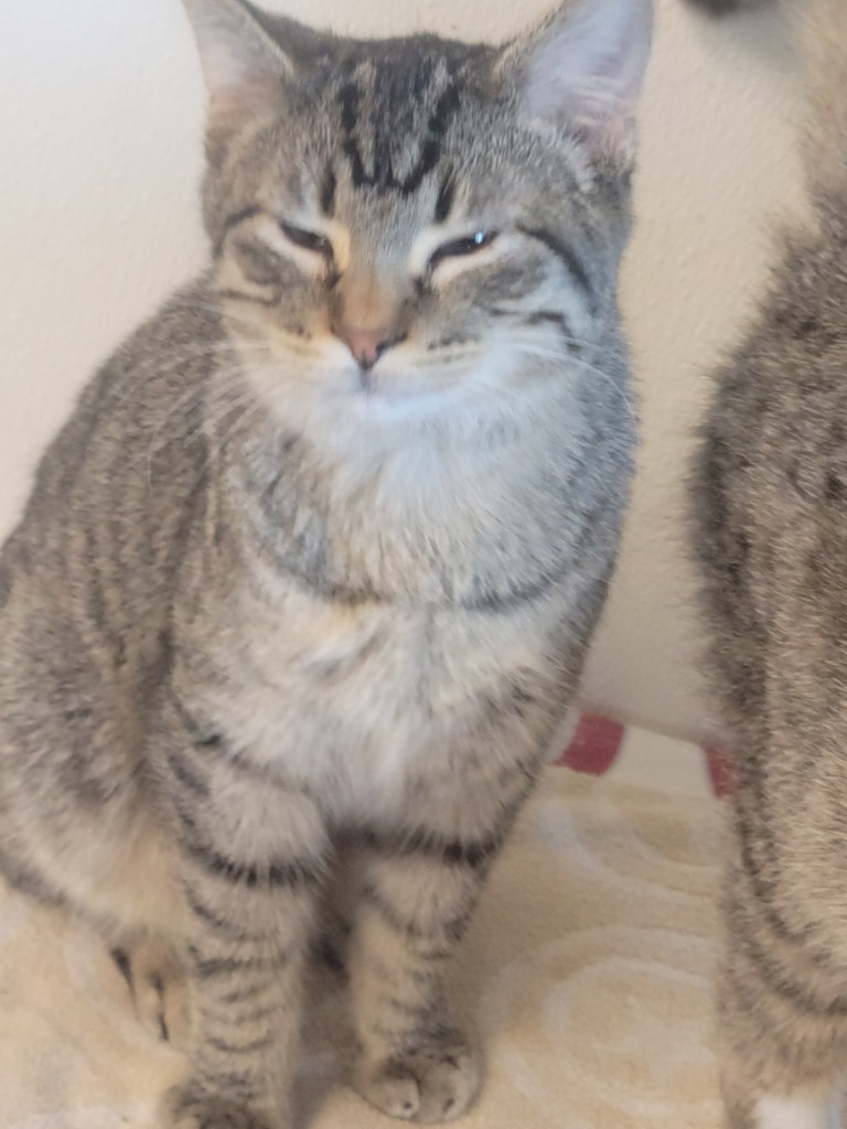 Dawson, an adoptable Domestic Short Hair in Hastings, NE, 68901 | Photo Image 1