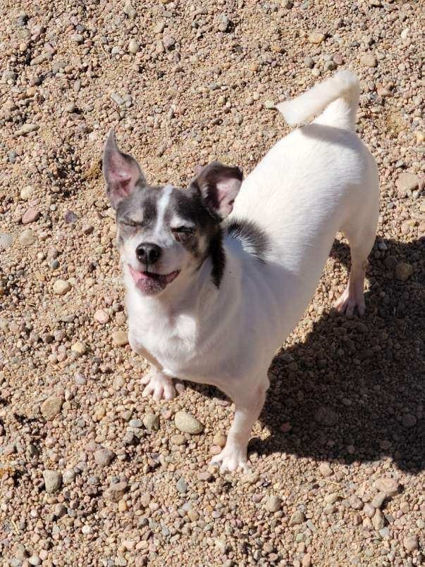 Desi, an adoptable Chihuahua in Hastings, NE, 68901 | Photo Image 1