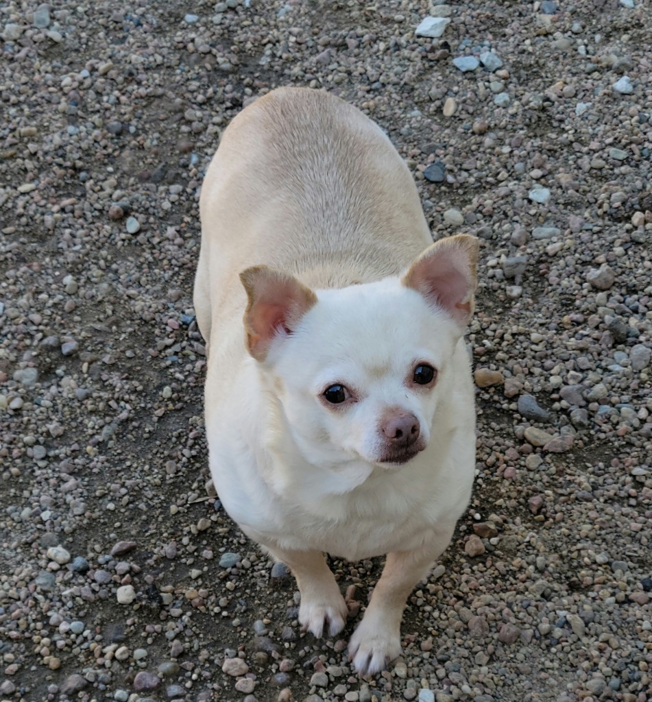 Maypo, an adoptable Chihuahua in Hastings, NE, 68901 | Photo Image 1