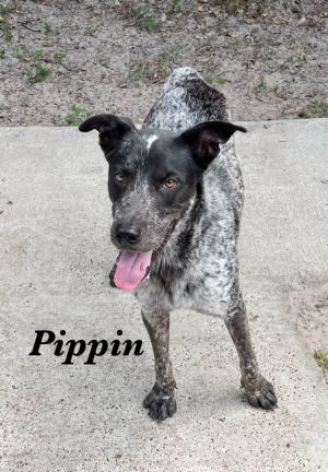 Pippin