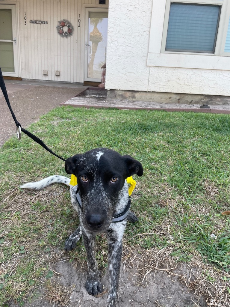 Pippin, an adoptable Affenpinscher in Fulton, TX, 78358 | Photo Image 3