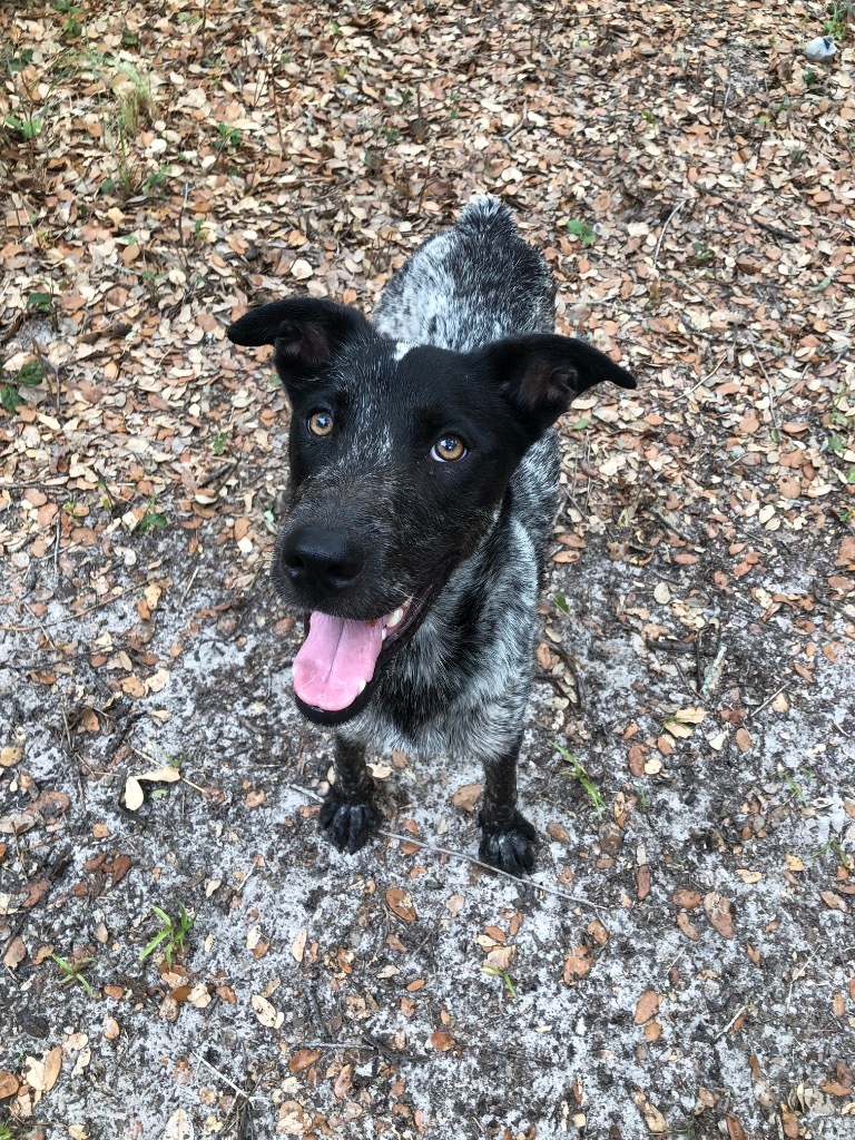 Pippin, an adoptable Affenpinscher in Fulton, TX, 78358 | Photo Image 4