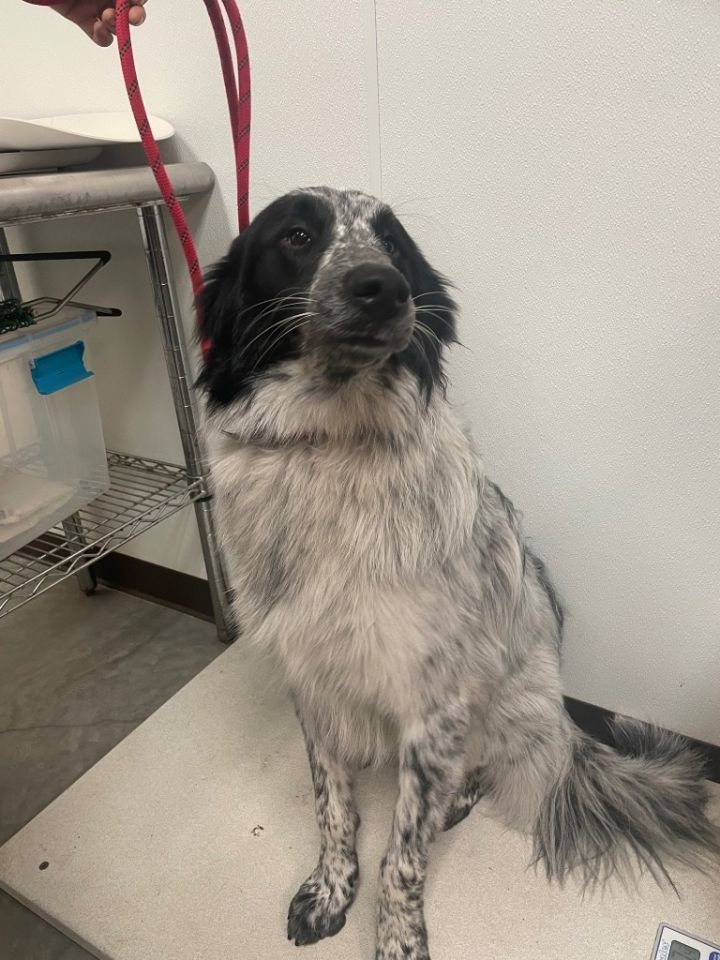 Frodo, an adoptable Border Collie & Afghan Hound Mix in Fulton, TX_image-1