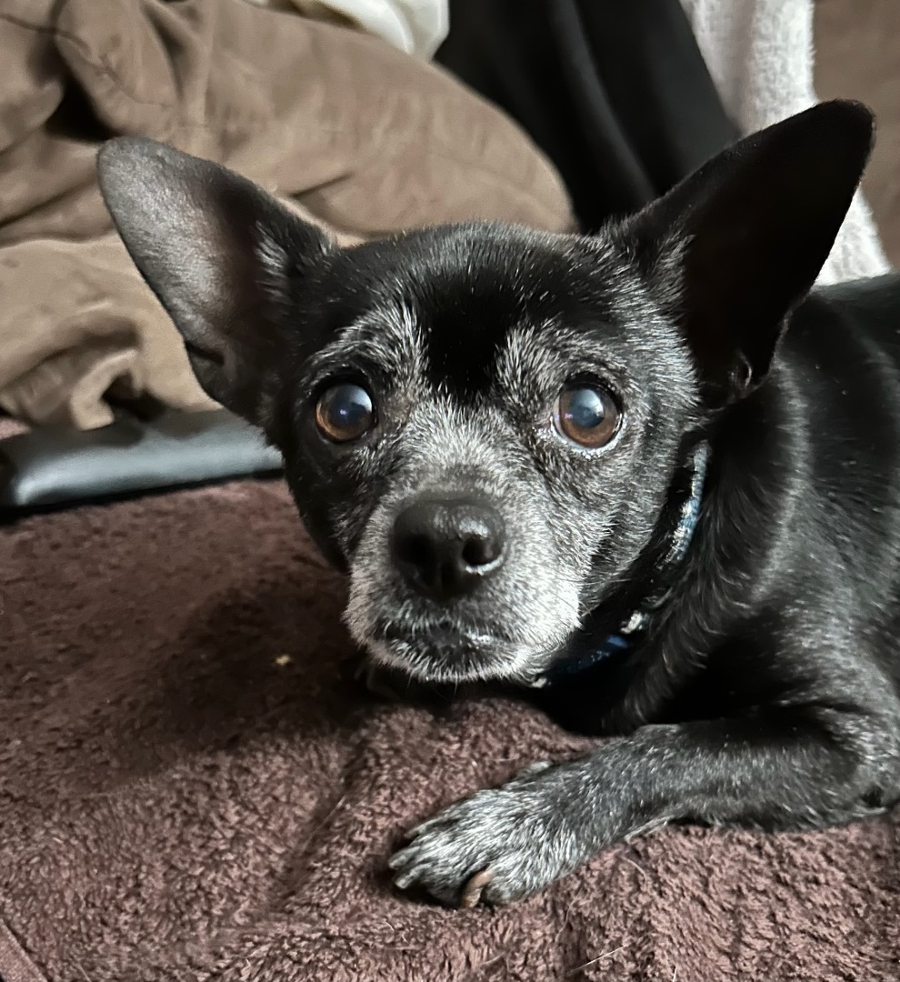 Old store black chihuahua