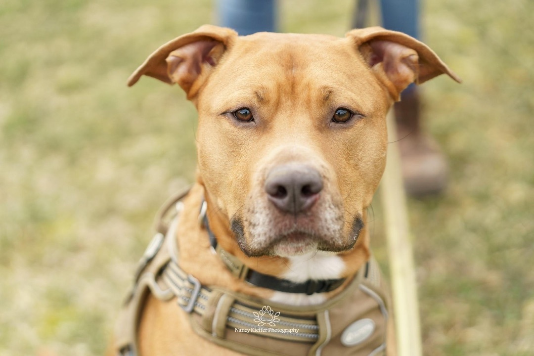 Ollie, an adoptable American Staffordshire Terrier in Jamesville, NY, 13078 | Photo Image 1