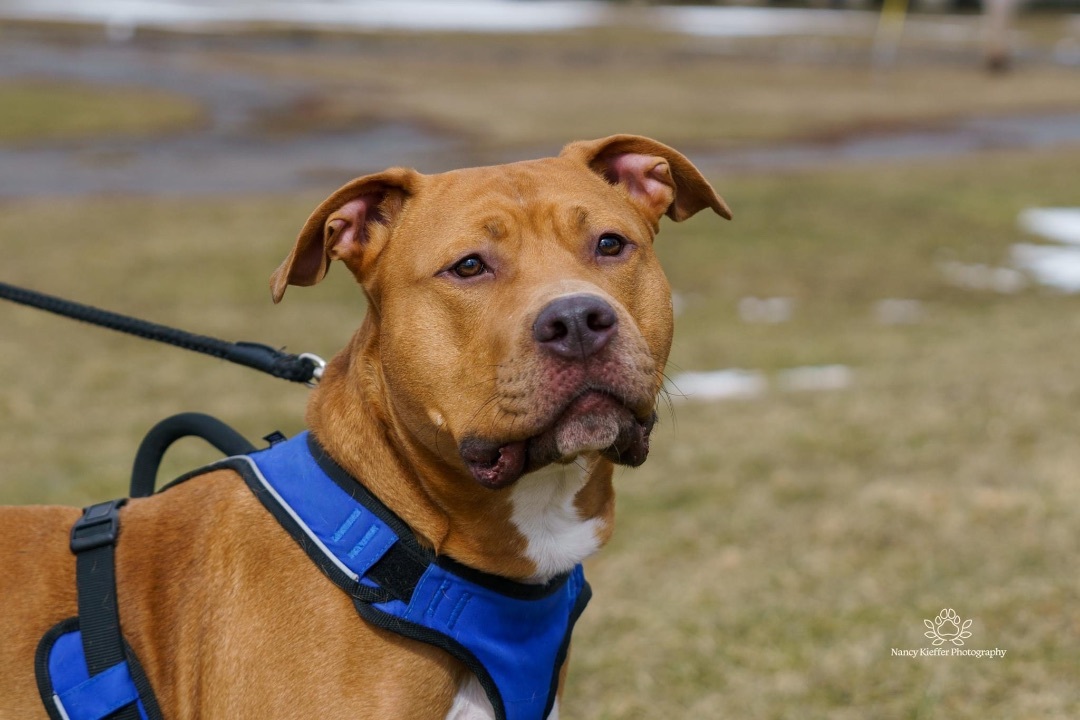 Ollie, an adoptable American Staffordshire Terrier in Jamesville, NY, 13078 | Photo Image 2