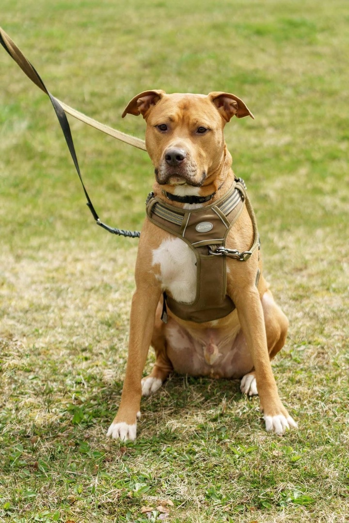 Ollie, an adoptable American Staffordshire Terrier in Jamesville, NY, 13078 | Photo Image 5