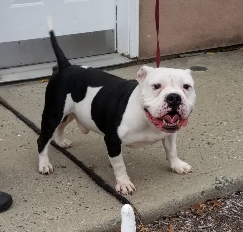 Dog for adoption - TANK (cc#6912), an American Bully & English Bulldog Mix  in West Orange, NJ | Petfinder