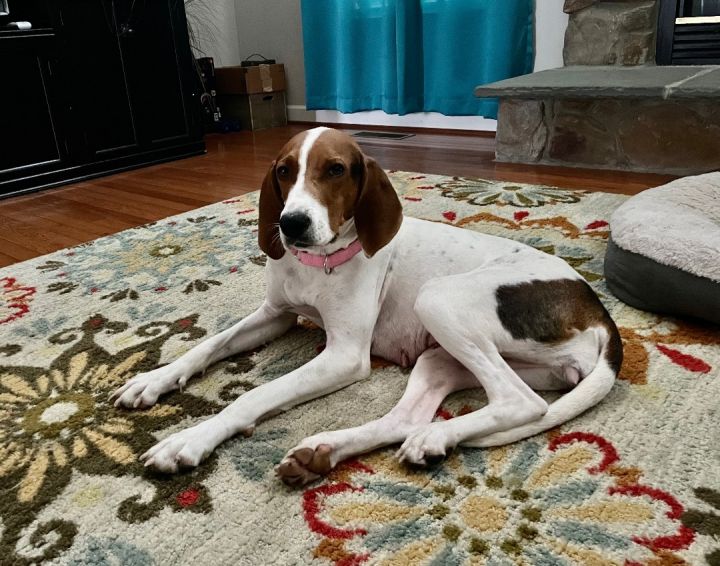 Daisy, an adoptable Treeing Walker Coonhound & Beagle Mix in Highland, MD_image-3