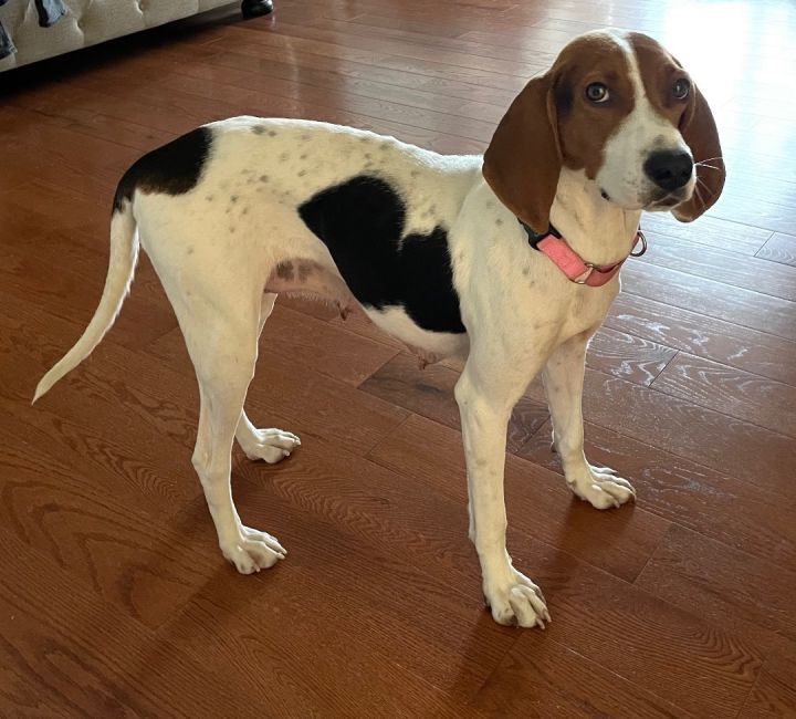 Daisy 4
