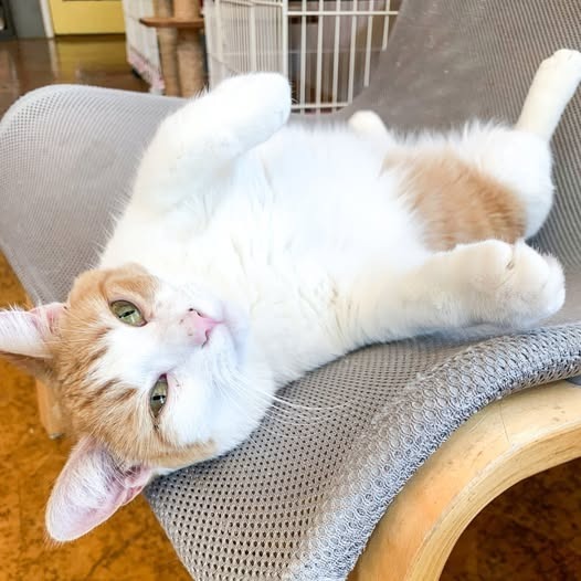 Oma, an adoptable Domestic Short Hair in St. Louis, MO, 63119 | Photo Image 1