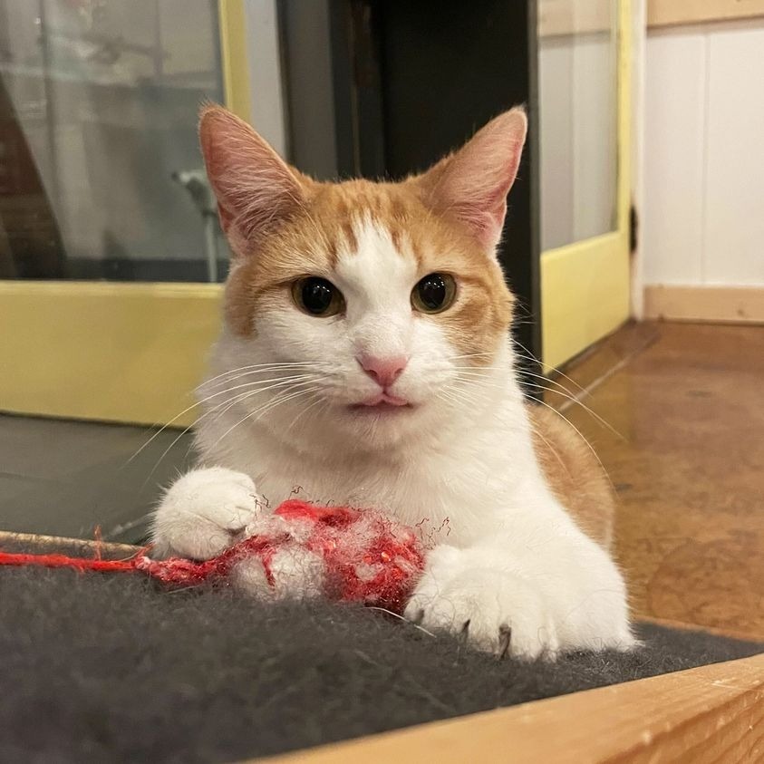 Oma, an adoptable Domestic Short Hair in St. Louis, MO, 63119 | Photo Image 5