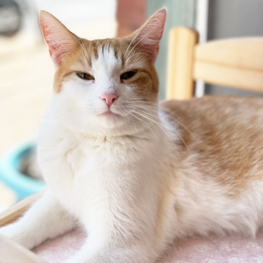 Oma, an adoptable Domestic Short Hair in St. Louis, MO, 63119 | Photo Image 6