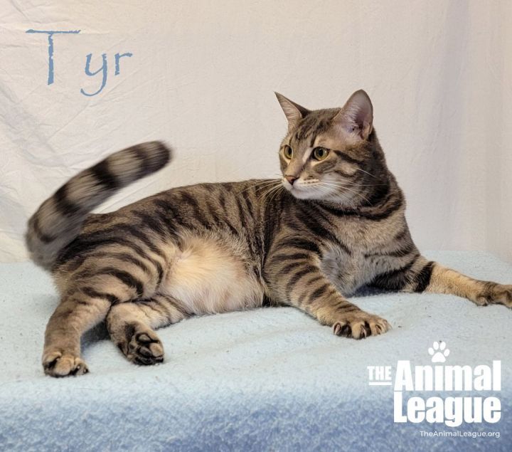 Tyr, an adopted Domestic Short Hair Mix in Clermont, FL_image-2