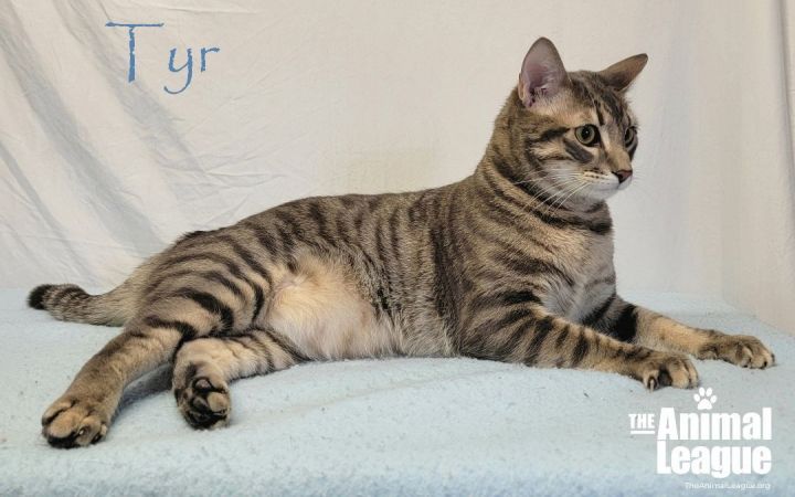 Tyr, an adopted Domestic Short Hair Mix in Clermont, FL_image-1