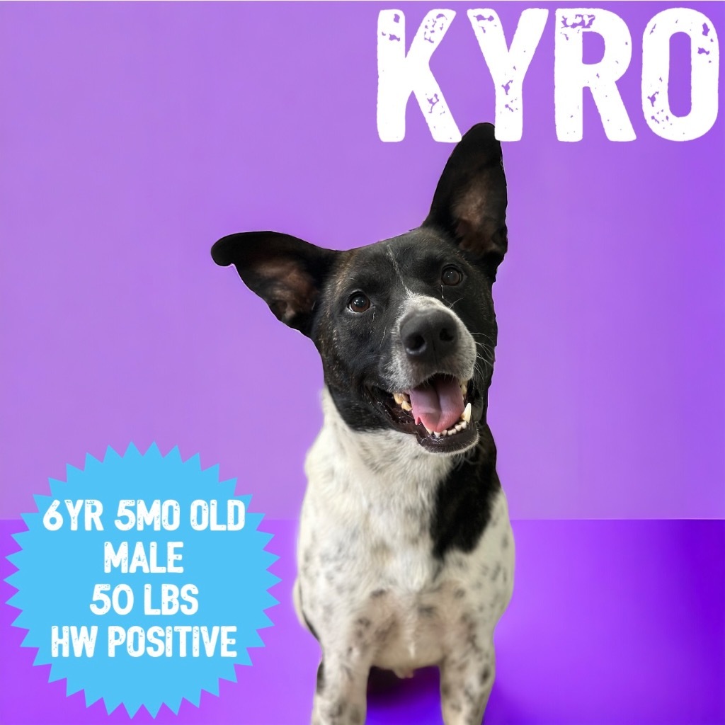 Kyro, an adoptable Pointer, Pit Bull Terrier in Sorrento, LA, 70778 | Photo Image 1