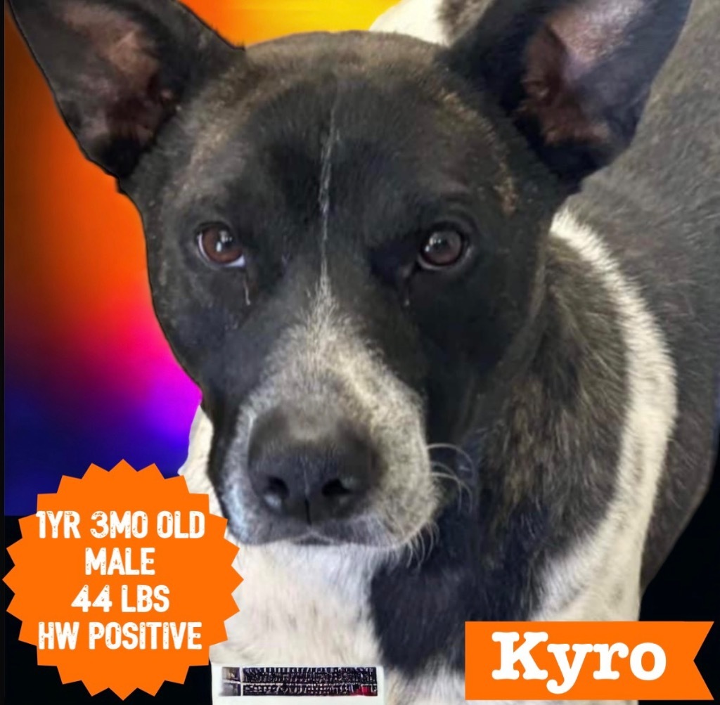 Kyro, an adoptable Pointer, Pit Bull Terrier in Sorrento, LA, 70778 | Photo Image 3