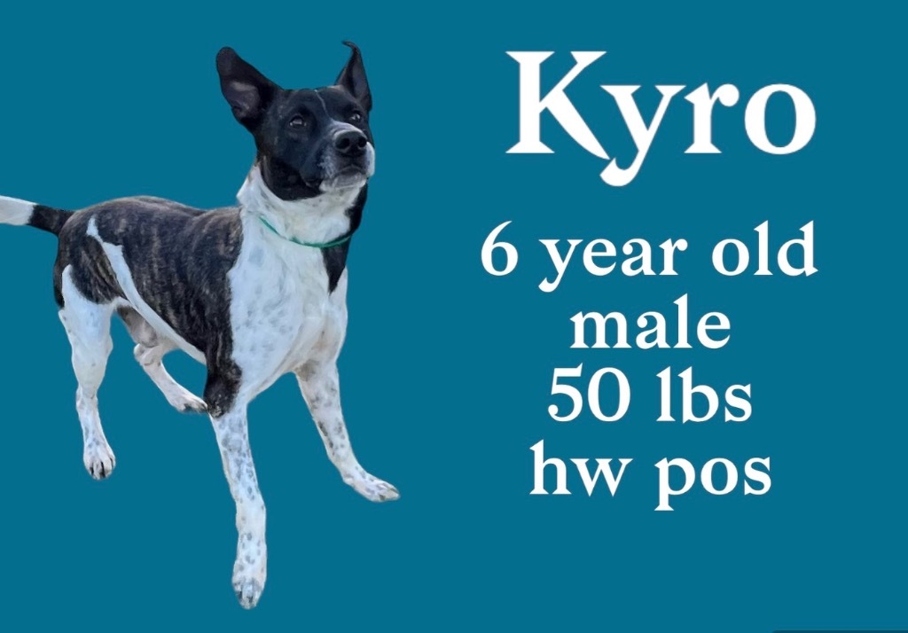 Kyro, an adoptable Pointer, Pit Bull Terrier in Sorrento, LA, 70778 | Photo Image 4