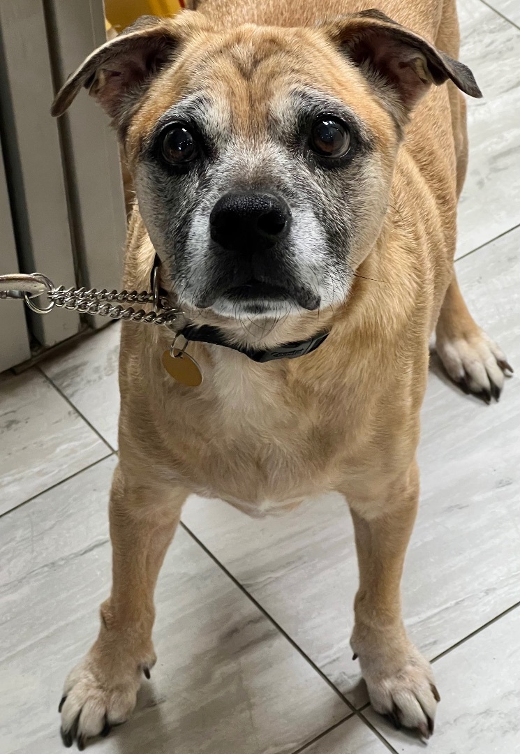 HANDSOME HUDSON -  NOT AVAILABLE IN OUR FOSTER TO ADOPT PROGRAM, an adoptable Pug, Beagle in Stoney Creek, ON, L8G 3H1 | Photo Image 3