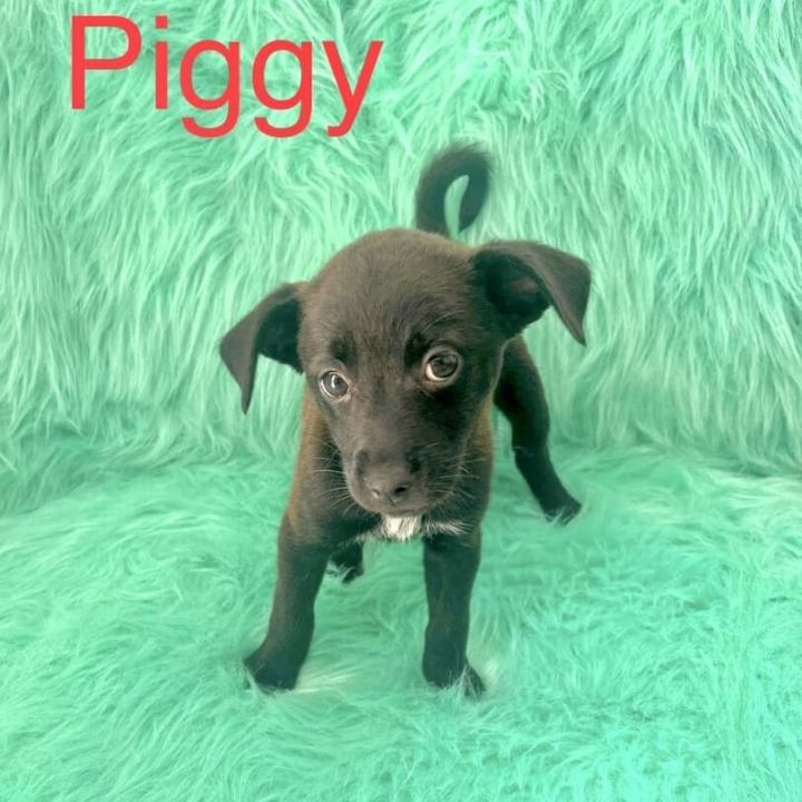 Piggy 1