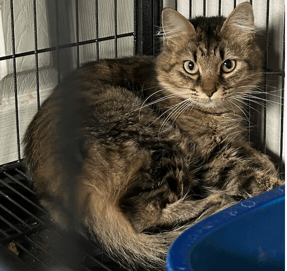 Bella, an adoptable Domestic Long Hair Mix in Mesquite, TX_image-1