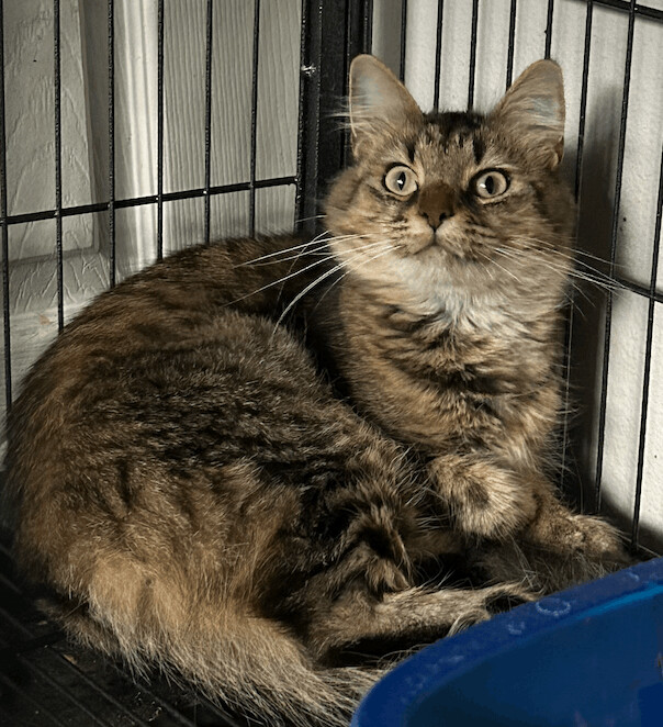 Bella, an adoptable Domestic Long Hair Mix in Mesquite, TX_image-4