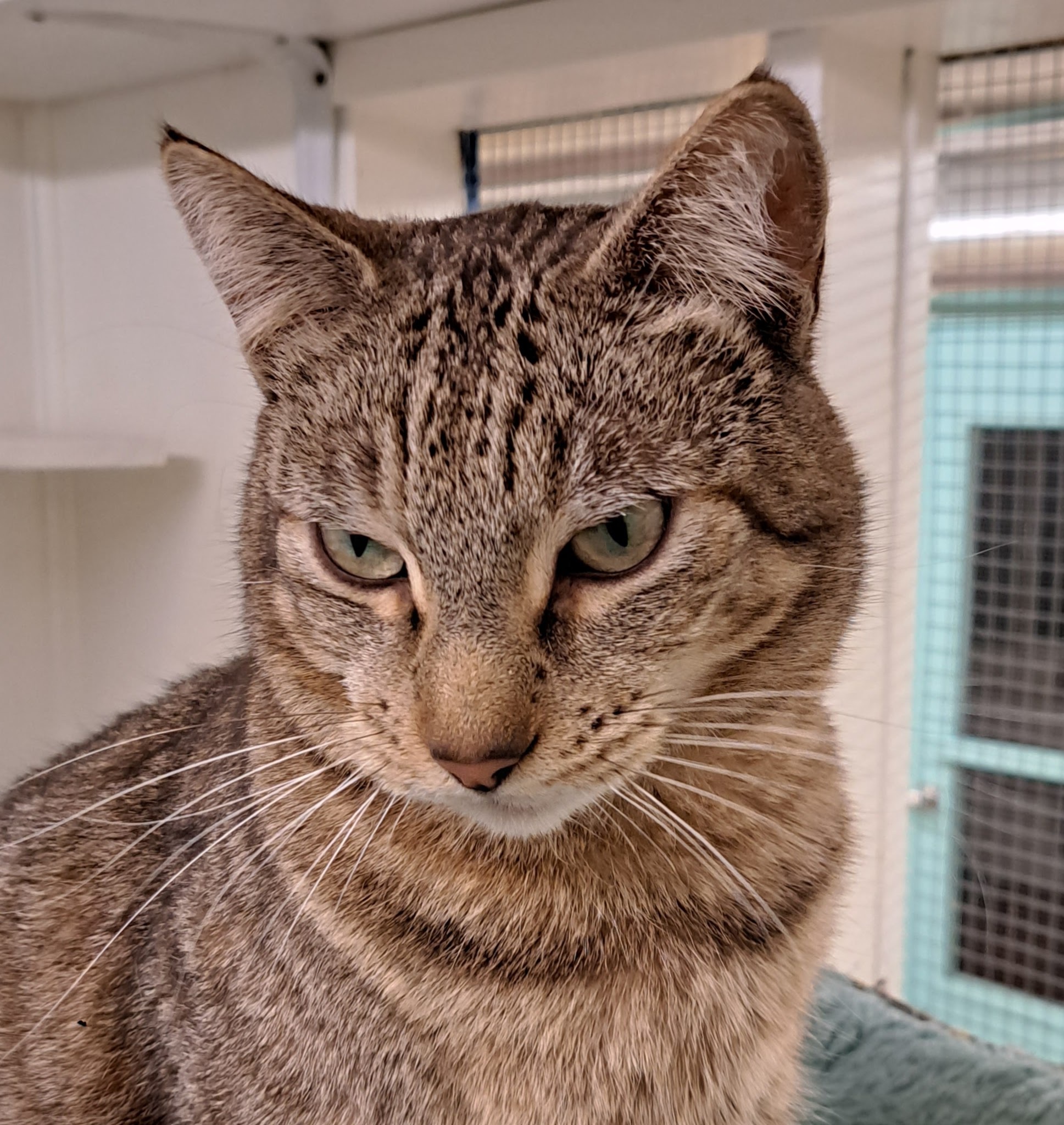 Palash, an adoptable Tabby in Maple Ridge, BC, V2W 1A4 | Photo Image 3