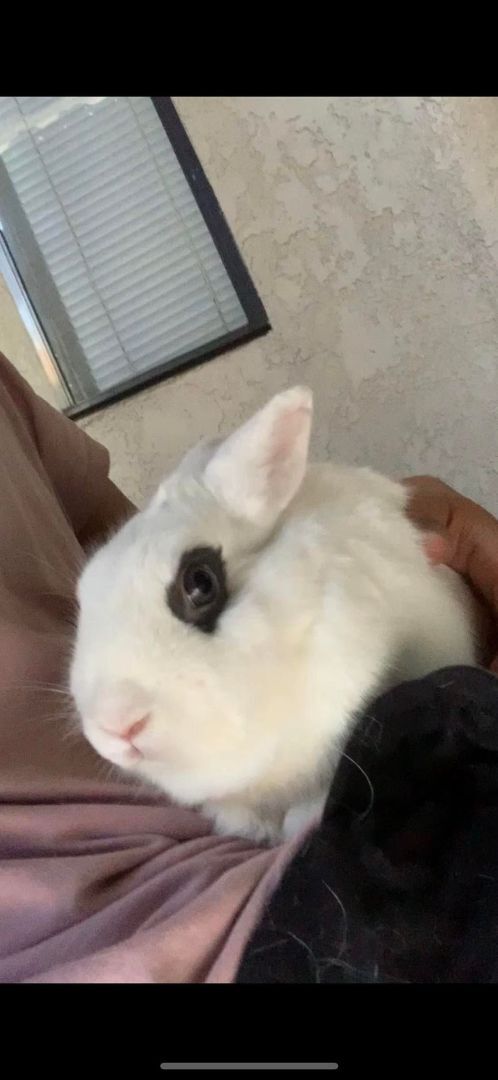 Koko & Bebe 3