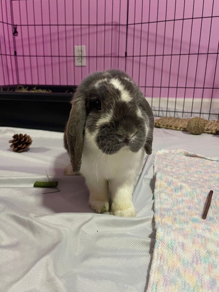 Camo, an adopted Holland Lop in Los Angeles, CA_image-2