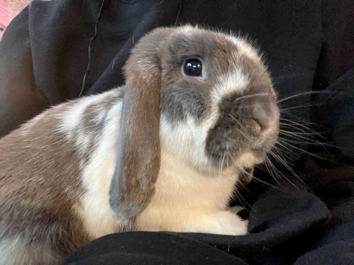 Camo, an adopted Holland Lop in Los Angeles, CA_image-1