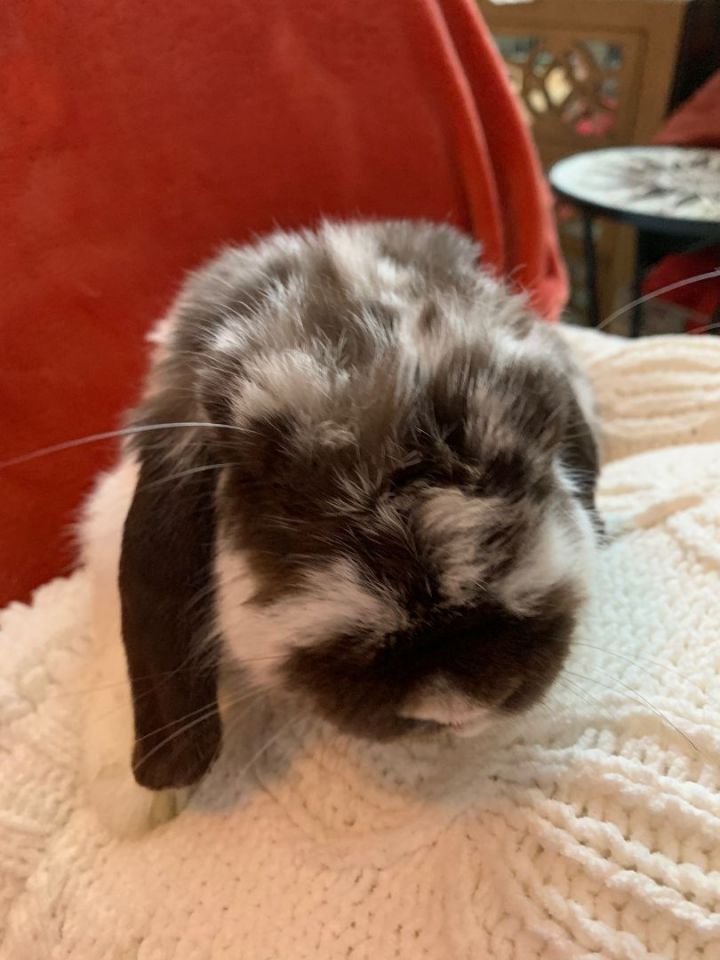 Butters, an adoptable Holland Lop in Los Angeles, CA_image-1