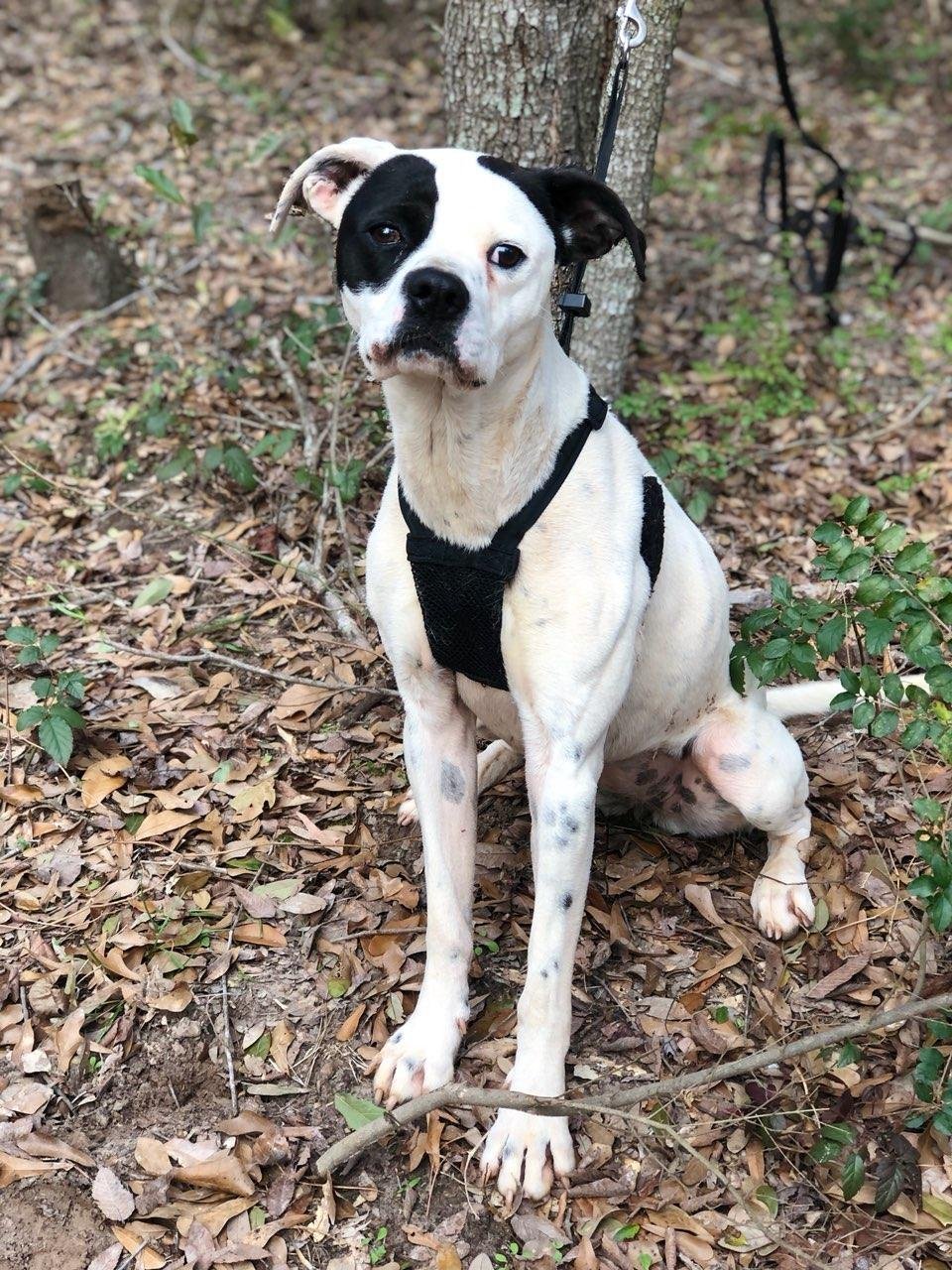 Gidget, an adoptable Pointer in Longview, TX, 75605 | Photo Image 1