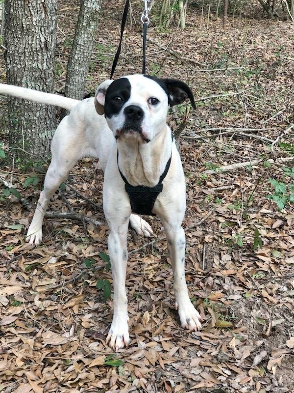 Gidget, an adoptable Pointer in Longview, TX, 75605 | Photo Image 2