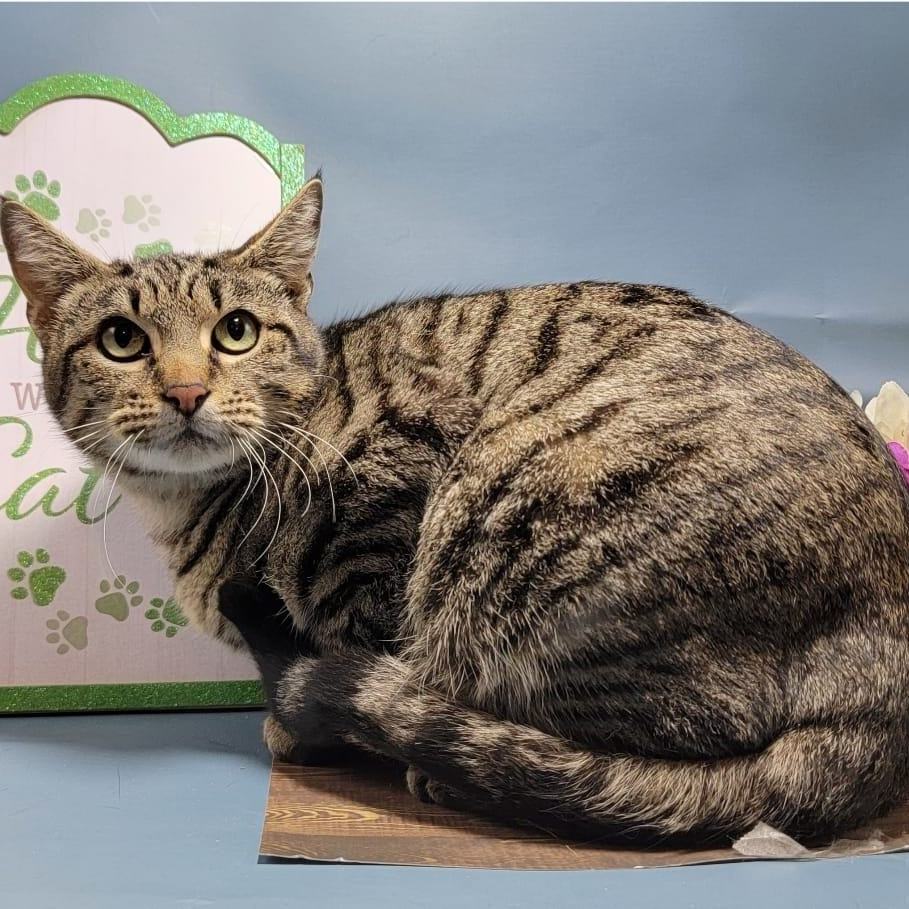 Catherine, an adoptable Domestic Short Hair in Puyallup, WA, 98372 | Photo Image 2