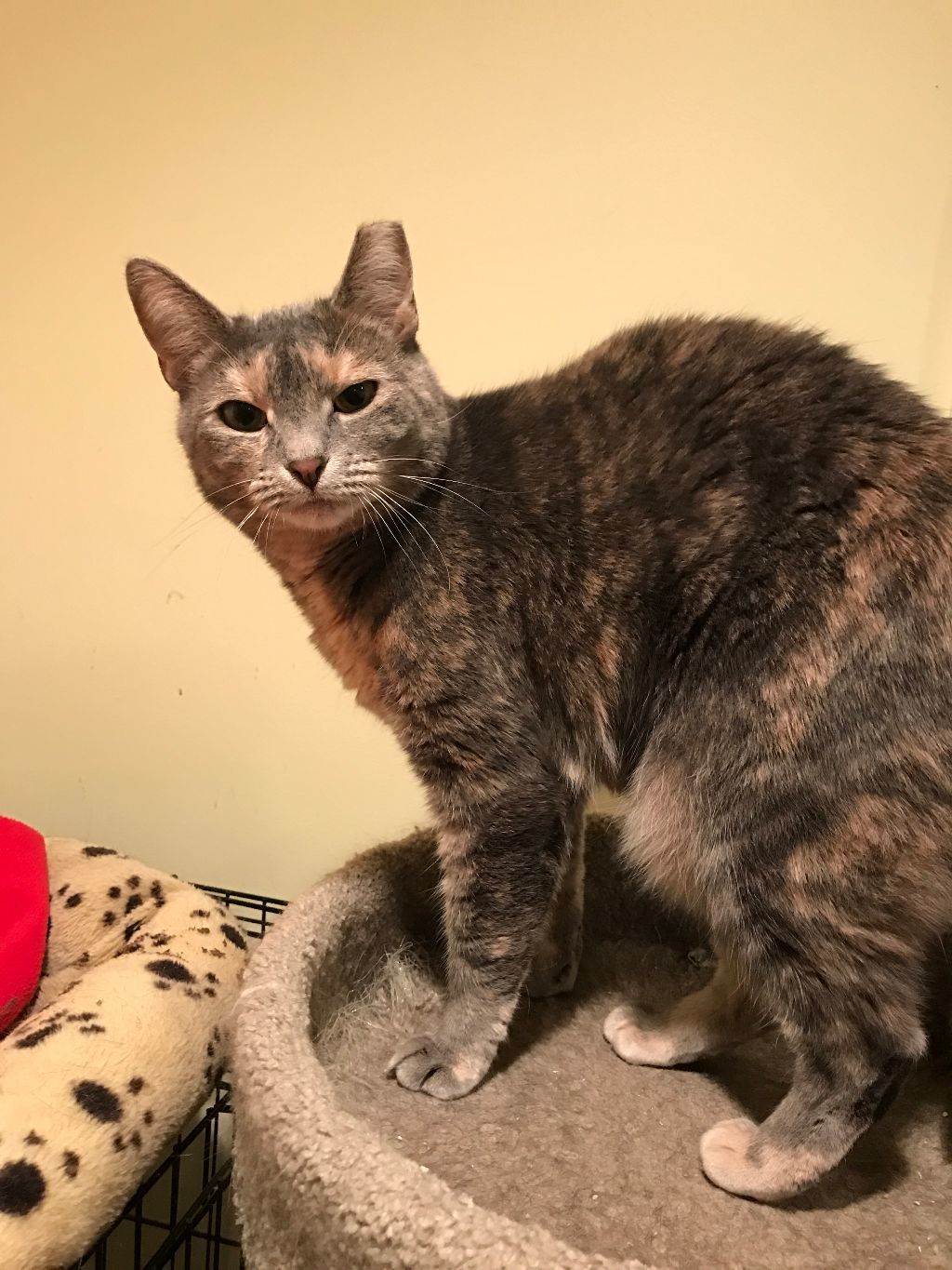 Dove, an adoptable Domestic Short Hair in East Moriches, NY, 11940 | Photo Image 1
