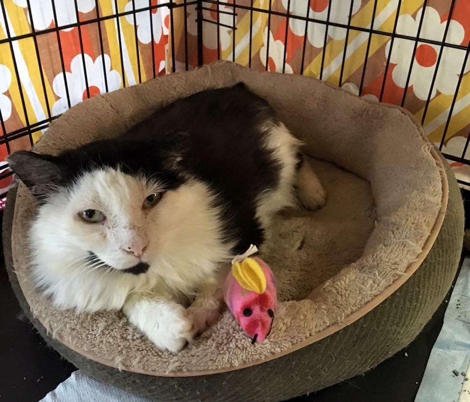 Felix, an adoptable Domestic Medium Hair in East Moriches, NY, 11940 | Photo Image 1