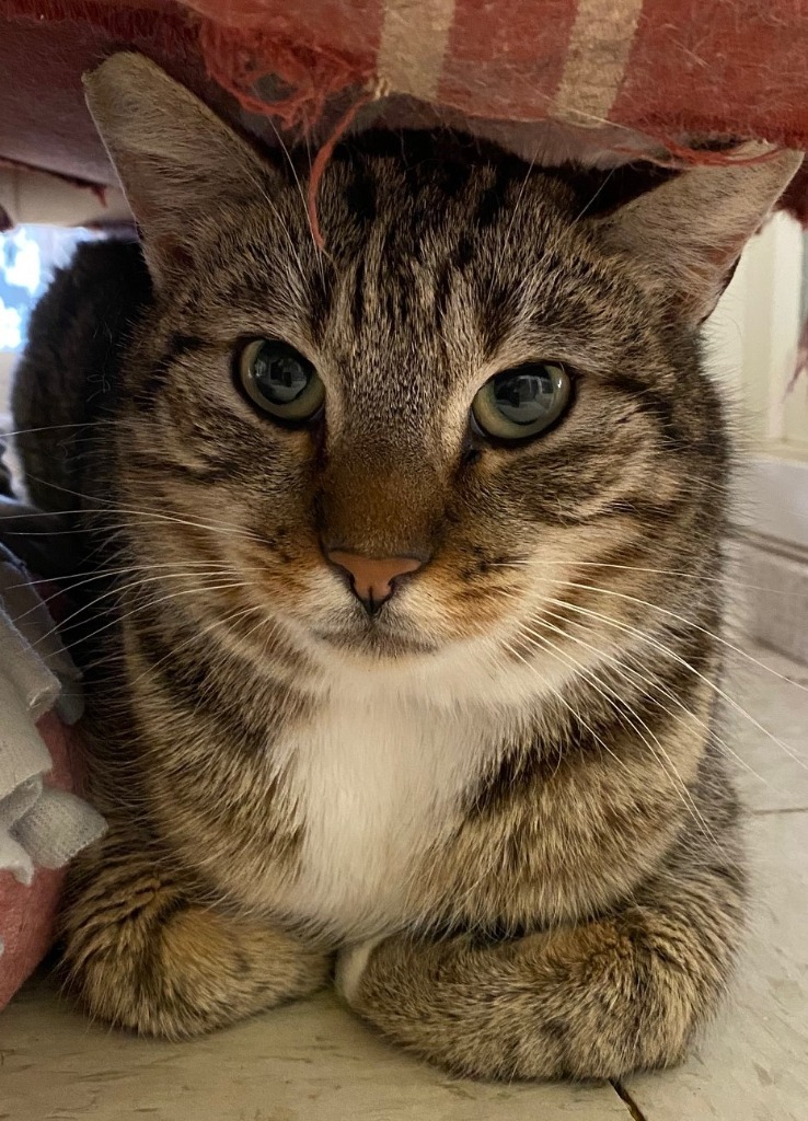 JEFFIE, an adoptable Domestic Short Hair in Lemoore, CA, 93245 | Photo Image 1
