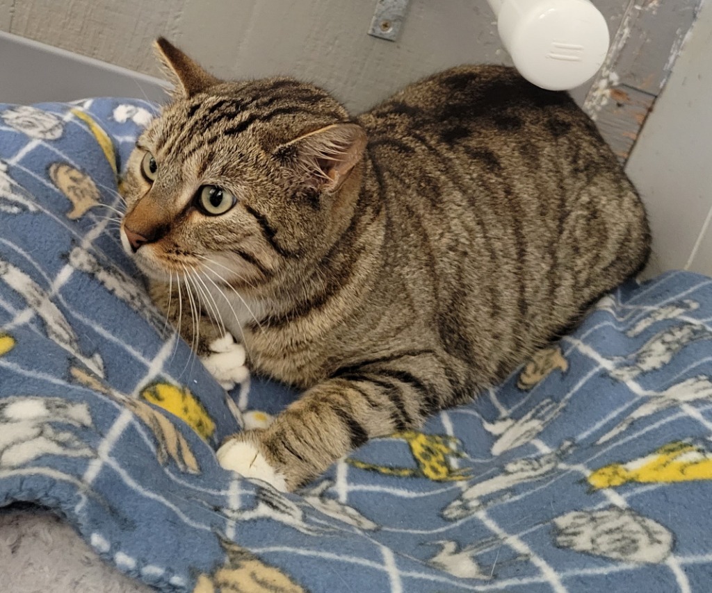 JEFFIE, an adoptable Domestic Short Hair in Lemoore, CA, 93245 | Photo Image 2