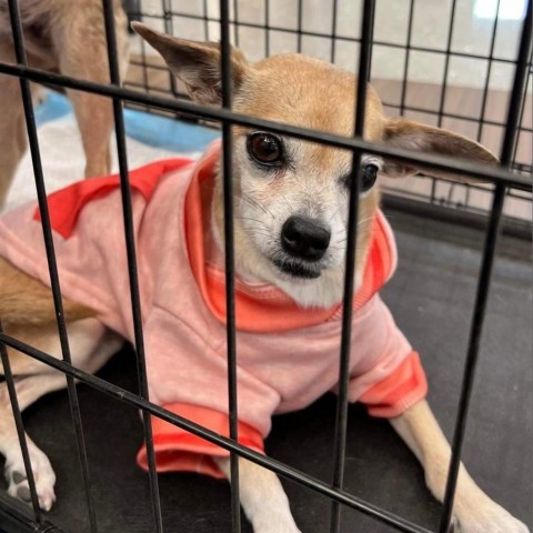 Harriett Cal, an adoptable Chihuahua in Las Vegas, NV, 89145 | Photo Image 1