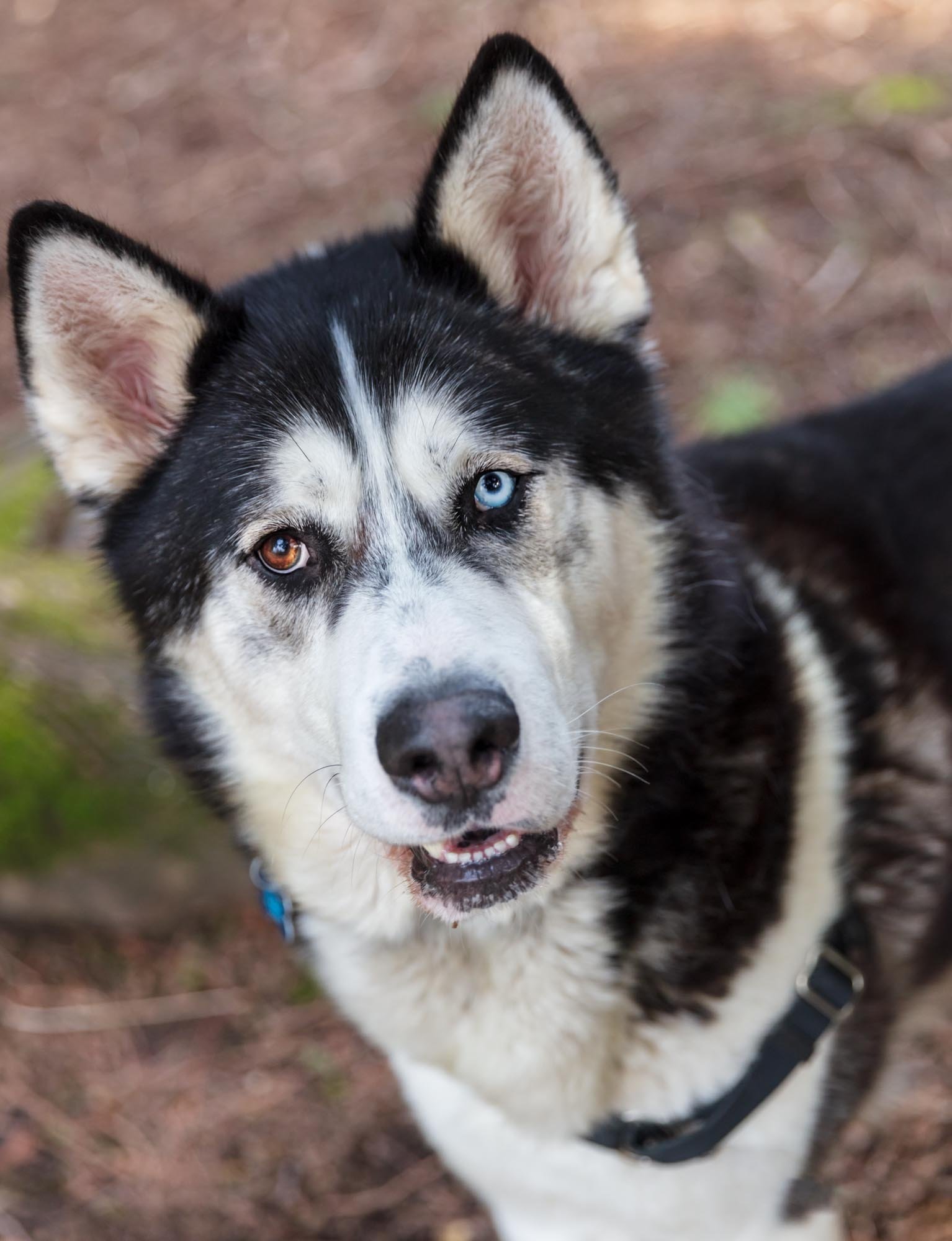 NOZOMI (Adoption Pending), an adoptable Siberian Husky, Alaskan Malamute in Seattle, WA, 98175 | Photo Image 1