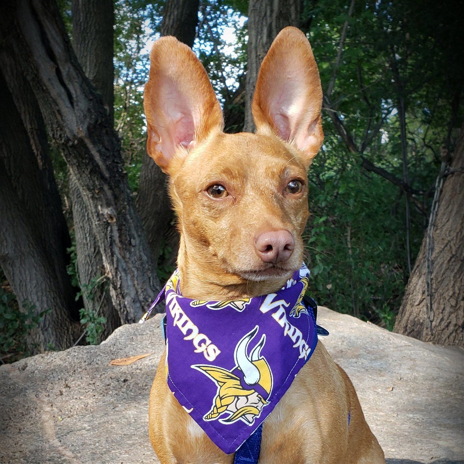 Minnesota Vikings Dog Leash