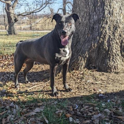 Daisy, an adoptable Black Labrador Retriever, Shepherd in Merriam, KS, 66203 | Photo Image 2