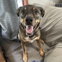 Jax, an adoptable Australian Cattle Dog / Blue Heeler, German Shepherd Dog in Merriam, KS, 66203 | Photo Image 1