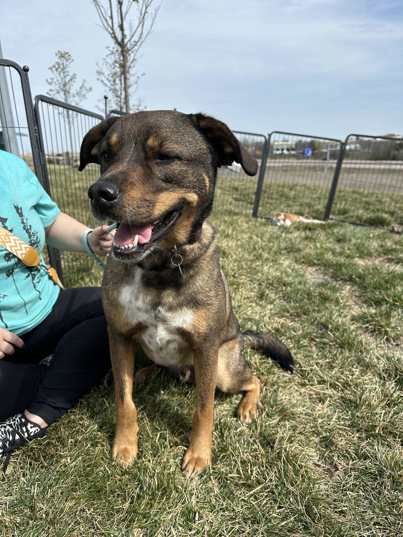 Jax, an adoptable Australian Cattle Dog / Blue Heeler, German Shepherd Dog in Merriam, KS, 66203 | Photo Image 3