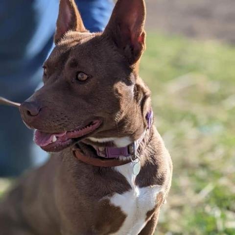 Betsy, an adoptable American Staffordshire Terrier, Husky in Merriam, KS, 66203 | Photo Image 1