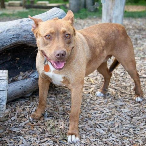 Betsy, an adoptable American Staffordshire Terrier, Husky in Merriam, KS, 66203 | Photo Image 3